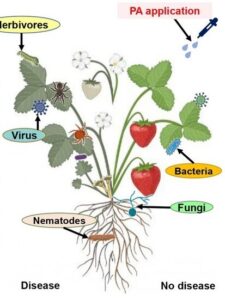 Fig: Microbes helping in plant disease control